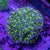 Frogspawn