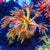 Goniopora