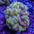 Bubble coral