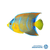 Angelfish