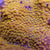 Cyphastrea