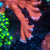 Digitata