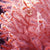 Gorgonian
