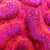 Lobophyllia