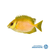 Rabbitfish