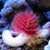Worms