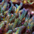 Acropora