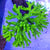 Anacropora