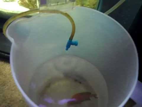 Acclimating Your New Additions 🐠 - Aquamarine Aquaristic