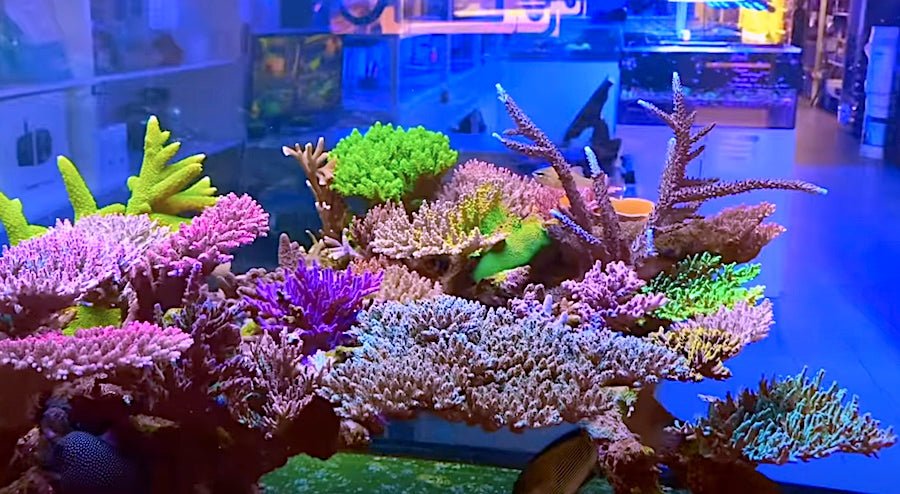Aquamarine Aquaristic is an Enviable Australian LFS - Aquamarine Aquaristic