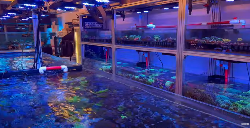 Aquarium Store Video: Aquamarine Aquaristic in Melbourne Australia - Aquamarine Aquaristic