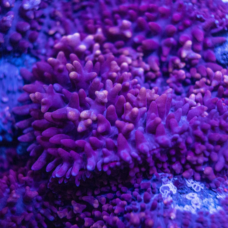 Beginner Coral Guide: Best Corals for New Reef Tank Owners - Aquamarine Aquaristic