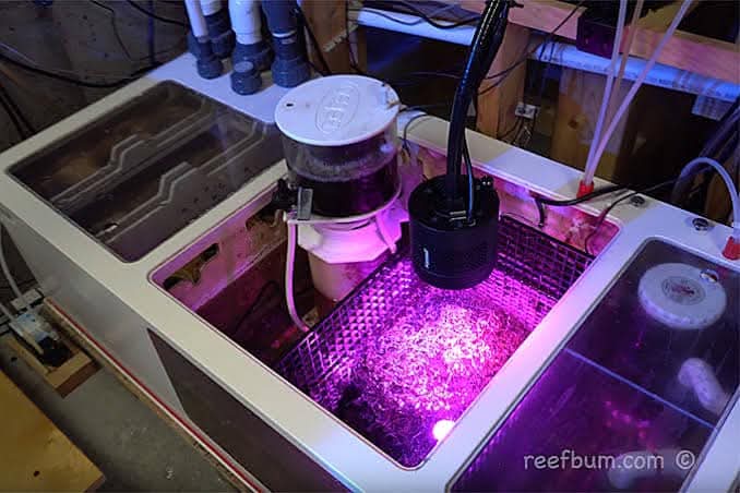 Beginner Reef Chemistry Guide: Refugiums in Saltwater Aquariums - Aquamarine Aquaristic