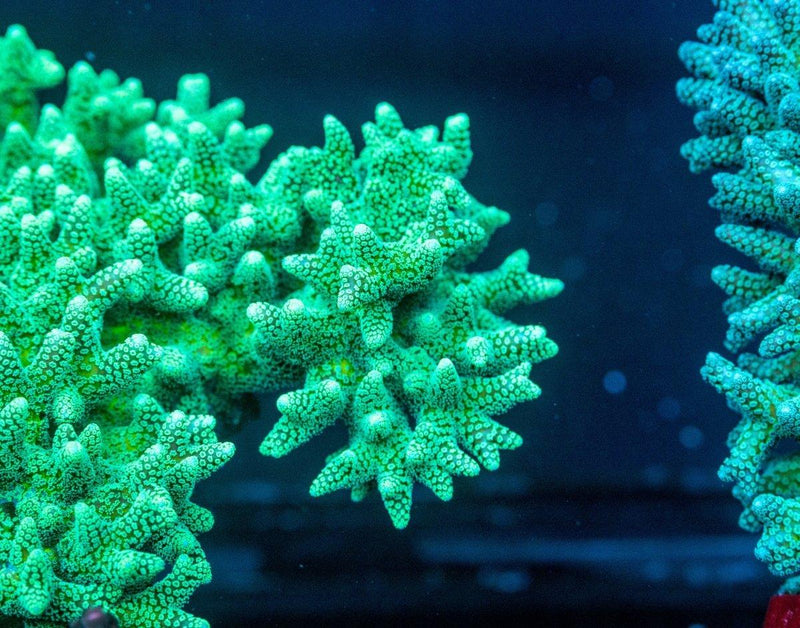 What Are the Easiest beginner SPS Corals? - Aquamarine Aquaristic
