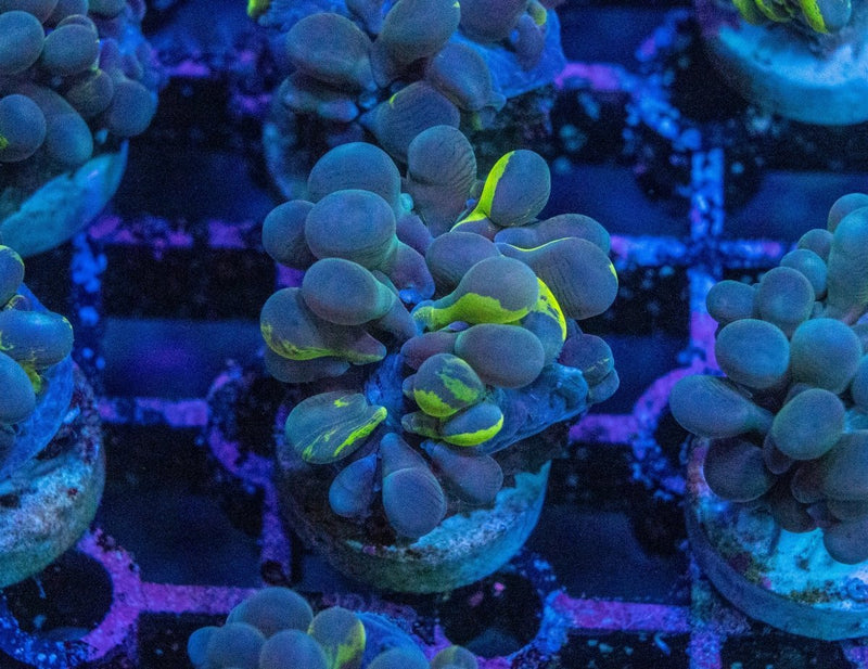 Bubble Coral 💭 – Plerogyra spp. Care Guide for Reef Aquariums - Aquamarine Aquaristic