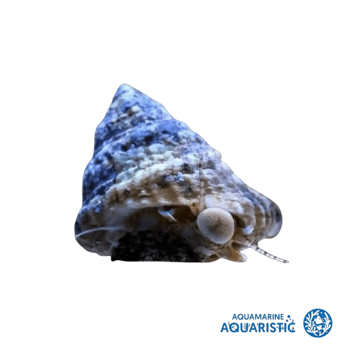 Clean Up Crew in a Reef Tank – Why Snails Are the Real Unsung Heroes - Aquamarine Aquaristic