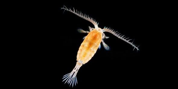 Copepods & Amphipods – The Tiny Heroes of a Healthy Reef Tank - Aquamarine Aquaristic