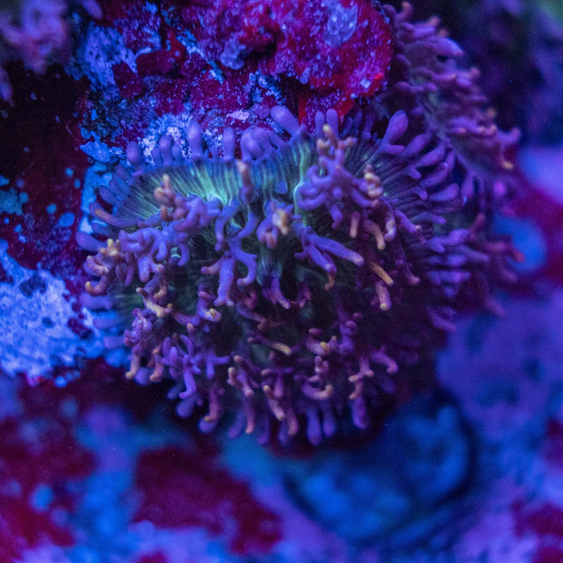 Coral Placement Guide: Where to Put Corals in a Reef Tank