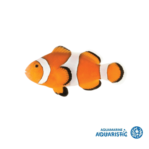 First Fish Additions in a Reef Aquarium 🐠 – Beginner Stocking Guide - Aquamarine Aquaristic