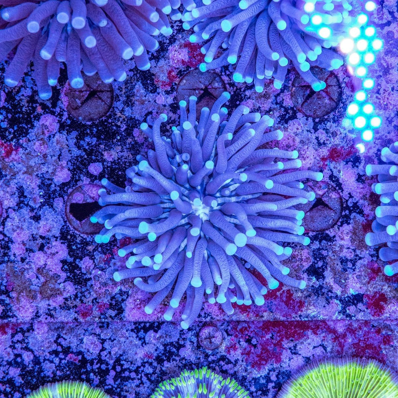 Haliofungia Coral 🌸 – Flowing LPS “Plate Anemone” Care Guide - Aquamarine Aquaristic