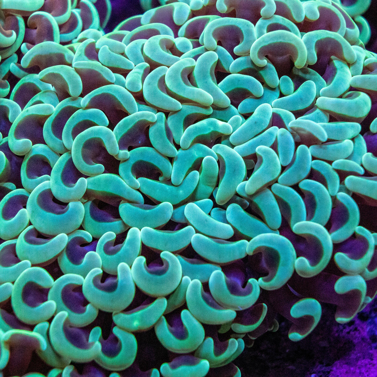 Hammer Coral (Euphyllia ancora / Euphyllia paraancora) – Care, Placement & Advanced Fragging Insights - Aquamarine Aquaristic