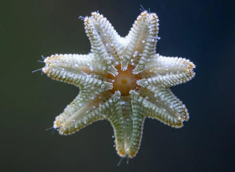 Hot Take – The Most Misunderstood “Clean Up Crew” in Reef Tanks - Aquamarine Aquaristic