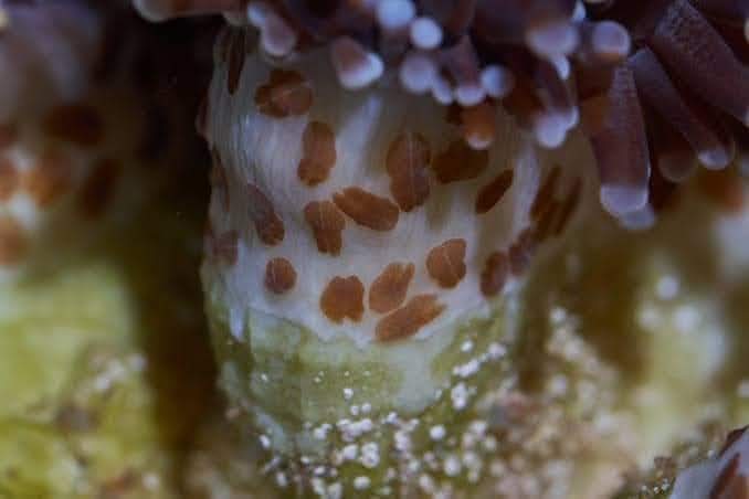 How and why should you dip your corals? - Aquamarine Aquaristic