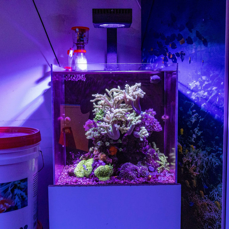 Aquamarine aquaristic - how to do a small easy reef aquarium