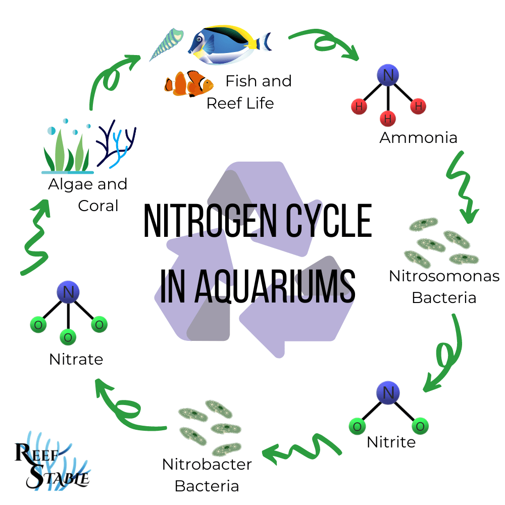 How to Cycle Your Marine Aquarium 🧪 – Reef Tank Cycling Guide - Aquamarine Aquaristic