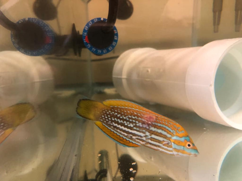How to Prevent and Treat Bacterial Infections in Marine Fish - Aquamarine Aquaristic