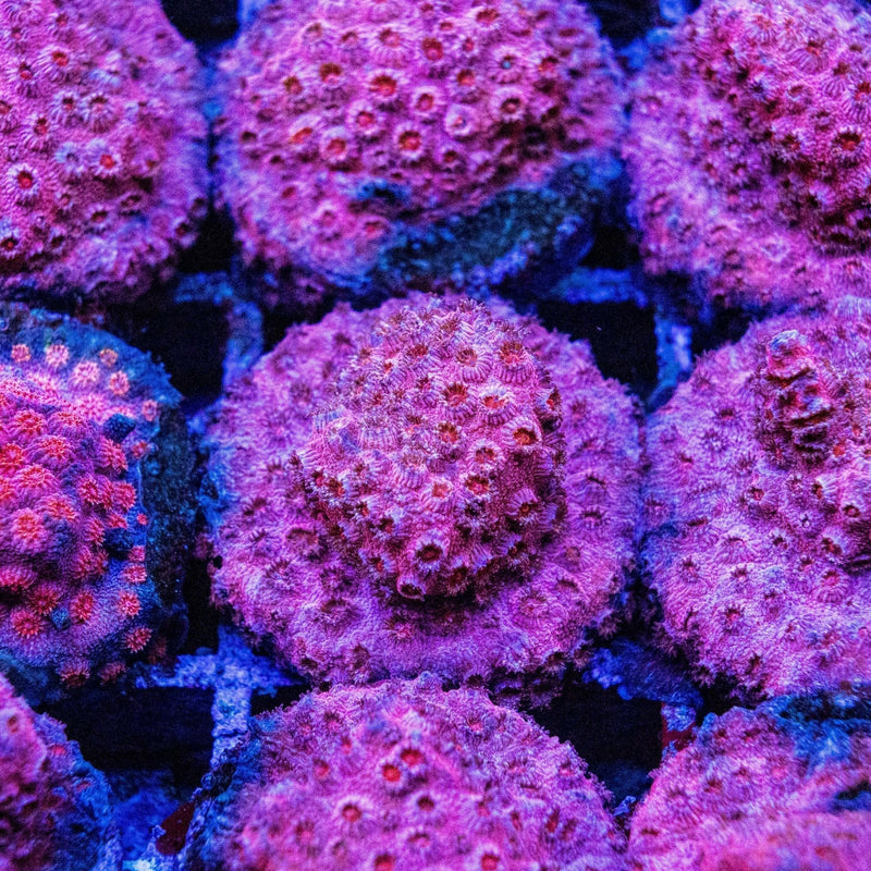 Healthy live corals packed safely for overnight coral delivery in Australia by Aquamarine Aquaristic