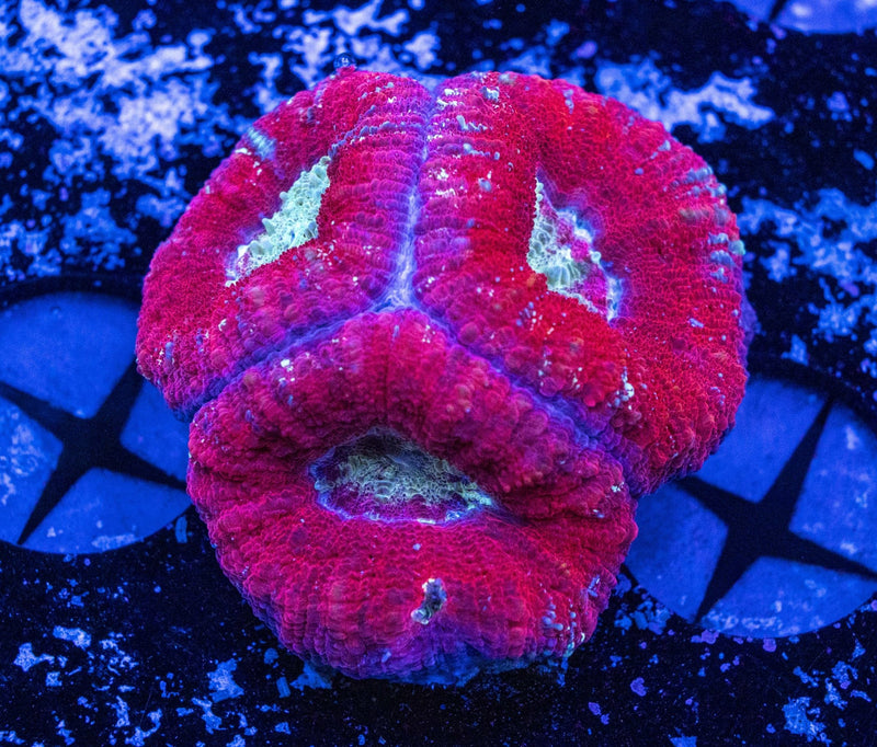 I’ve Seen Thousands of Corals… This One Made Me Stop Everything - Aquamarine Aquaristic