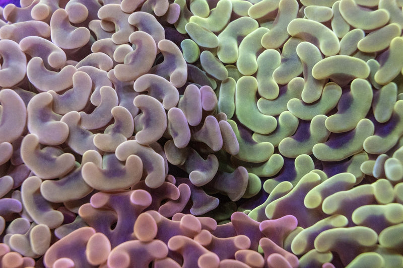 LPS vs SPS vs Soft Corals: What Is the Difference? - Aquamarine Aquaristic