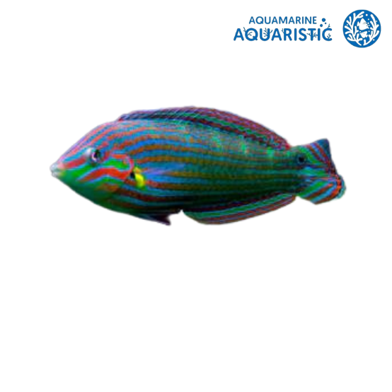 Melanurus Wrasse Care Guide: Feeding, Tank Setup, Compatibility - Aquamarine Aquaristic