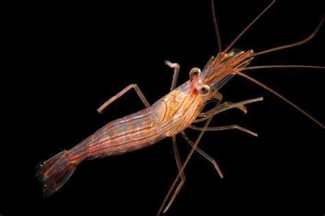 Peppermint Shrimp 🦐 – Aiptasia Control or Coral Risk? - Aquamarine Aquaristic