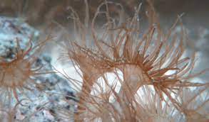 how do i prevent aiptasia - aquamarine aquaristic