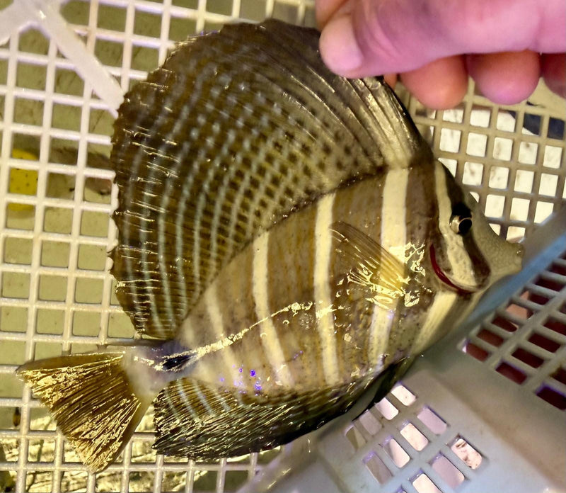 Beaugiful large reef safe sailfin tang