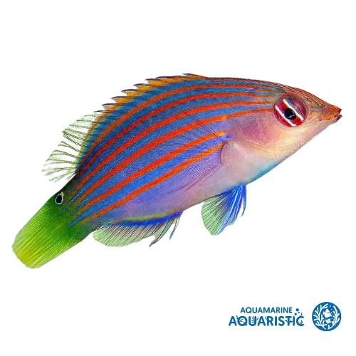 Sixline Wrasse (Pseudocheilinus hexataenia) 🐠 – Reef Utility Fish & Pest Controller - Aquamarine Aquaristic