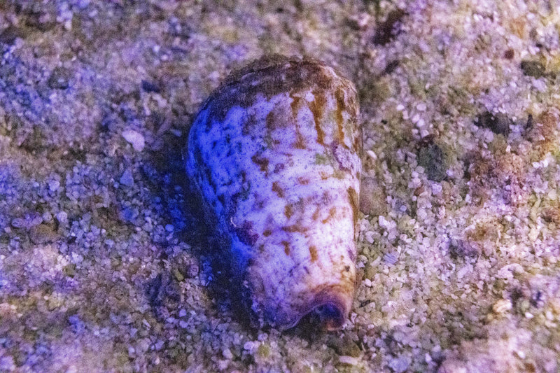 Substrate Clean-Up Crew: Strombus Snails & Sand-Sifting Starfish - Aquamarine Aquaristic