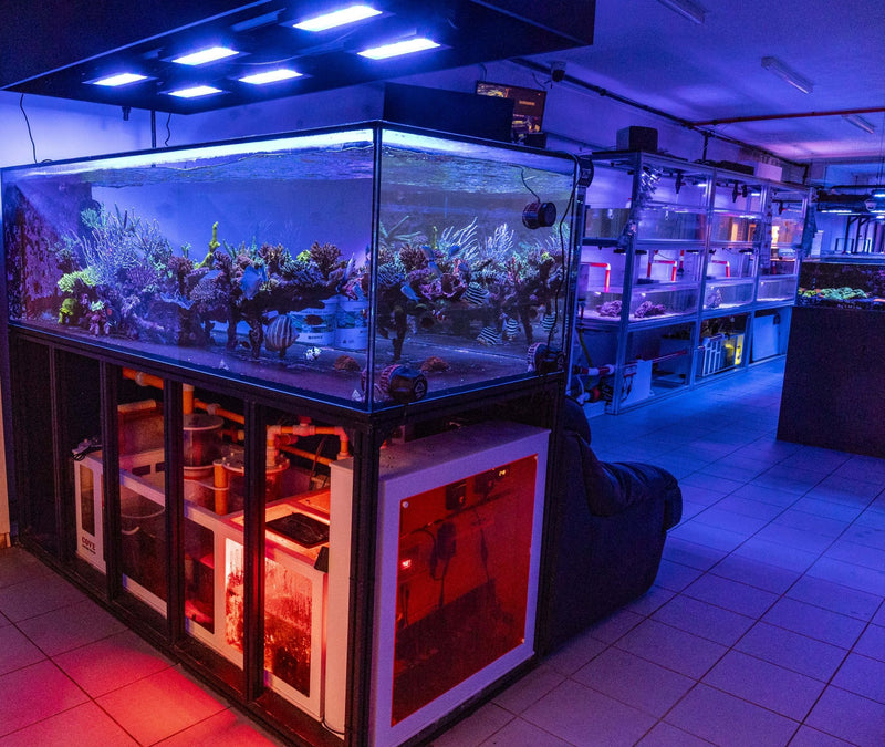 Aquamarine Aquaristic display setups instore