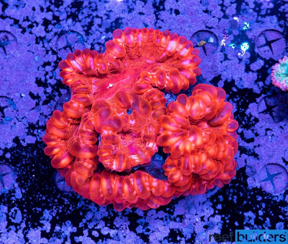 The Cynarina Coral (Cynarina lacrymalis) – “Cat’s Eye Coral” - Aquamarine Aquaristic