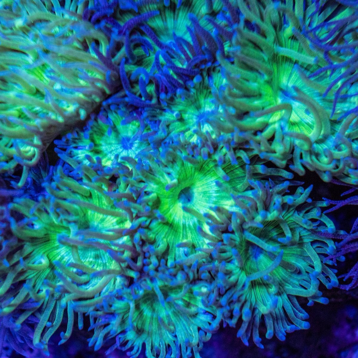 The Duncan Coral (Duncanopsammia axifuga) 🌿 – Hardy LPS Reef Indicator Coral - Aquamarine Aquaristic
