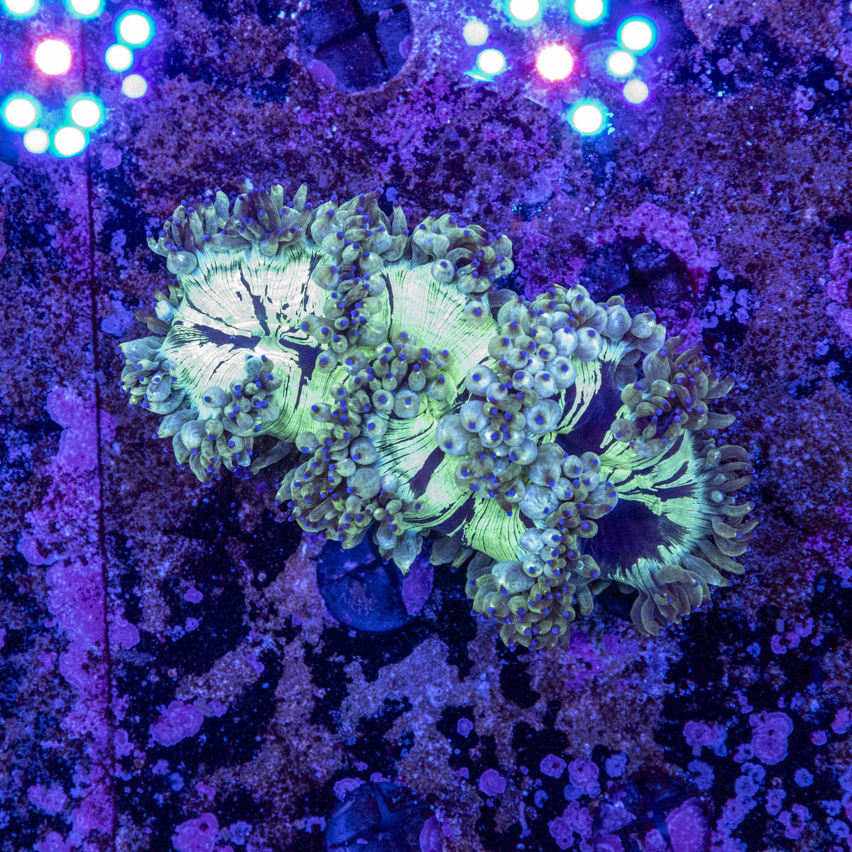 The Elegance Coral (Catalaphyllia jardinei) 🌊 - Aquamarine Aquaristic