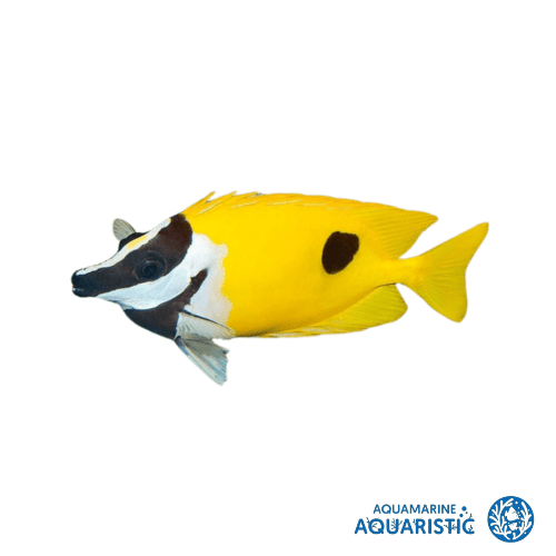 The Foxface Rabbitfish – Amazing Algae Eater or Reef Tank Menace? - Aquamarine Aquaristic