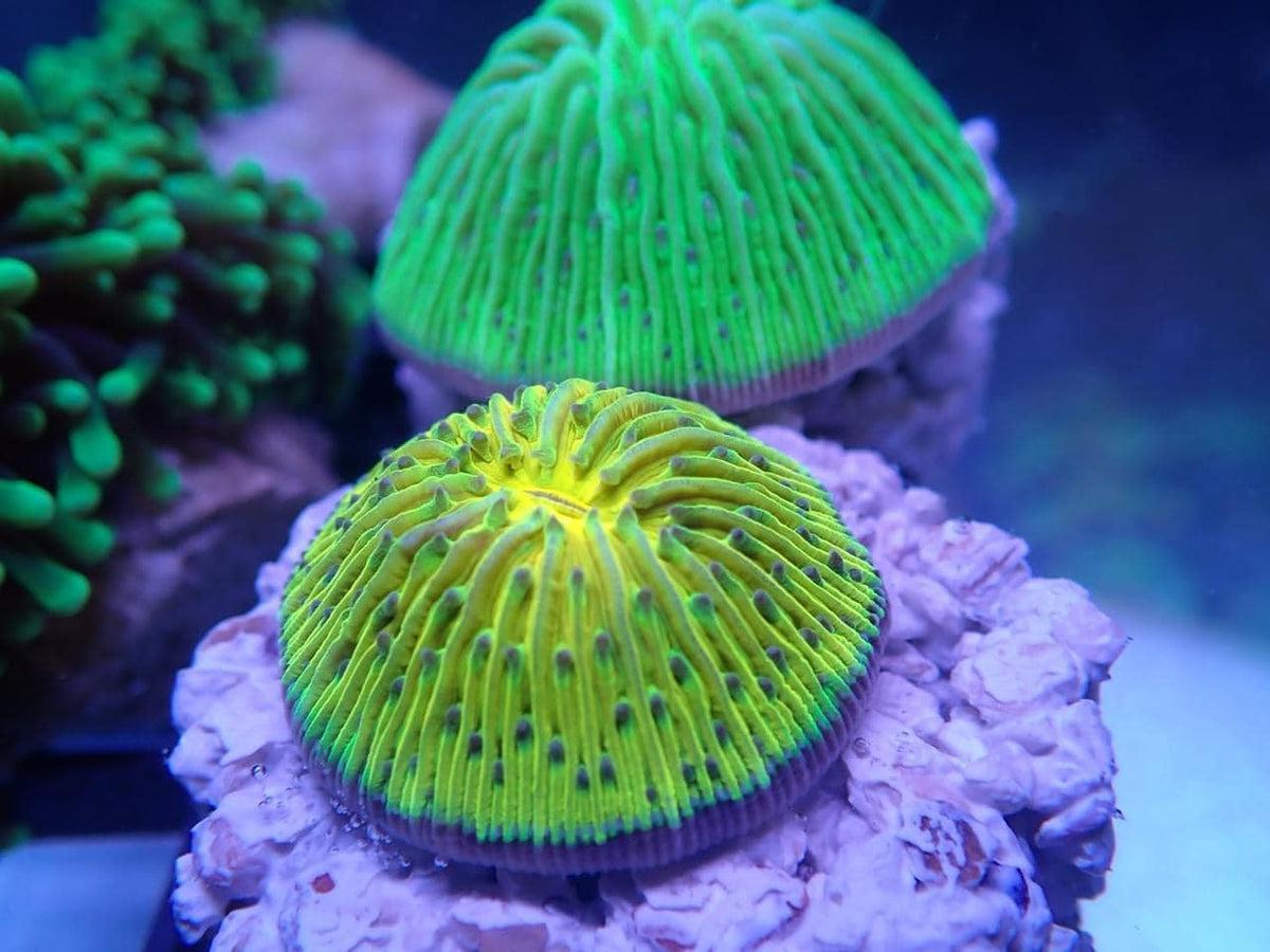 The Fungia Coral (Fungia spp.) – Plate Coral Care & Placement Guide - Aquamarine Aquaristic