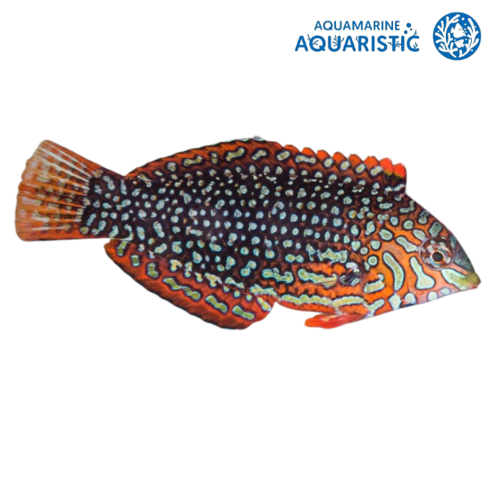 The Leopard Wrasse – One of the Most Underrated Sand-Bed Reef Fish - Aquamarine Aquaristic