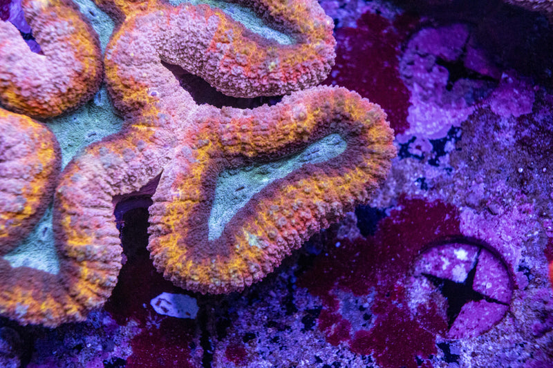 The Lobophyllia – One of the Most Underrated LPS Corals in Reef Keeping - Aquamarine Aquaristic