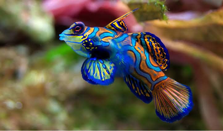 The Mandarin Dragonet – A Stunning Reef Fish That Requires Proper Care - Aquamarine Aquaristic