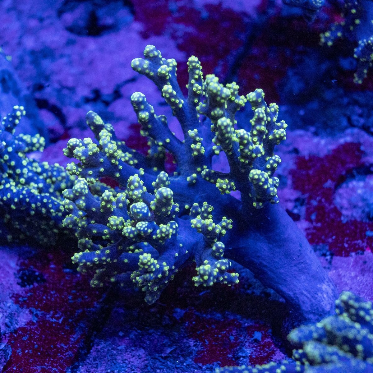 Deep water singularia coral care guide