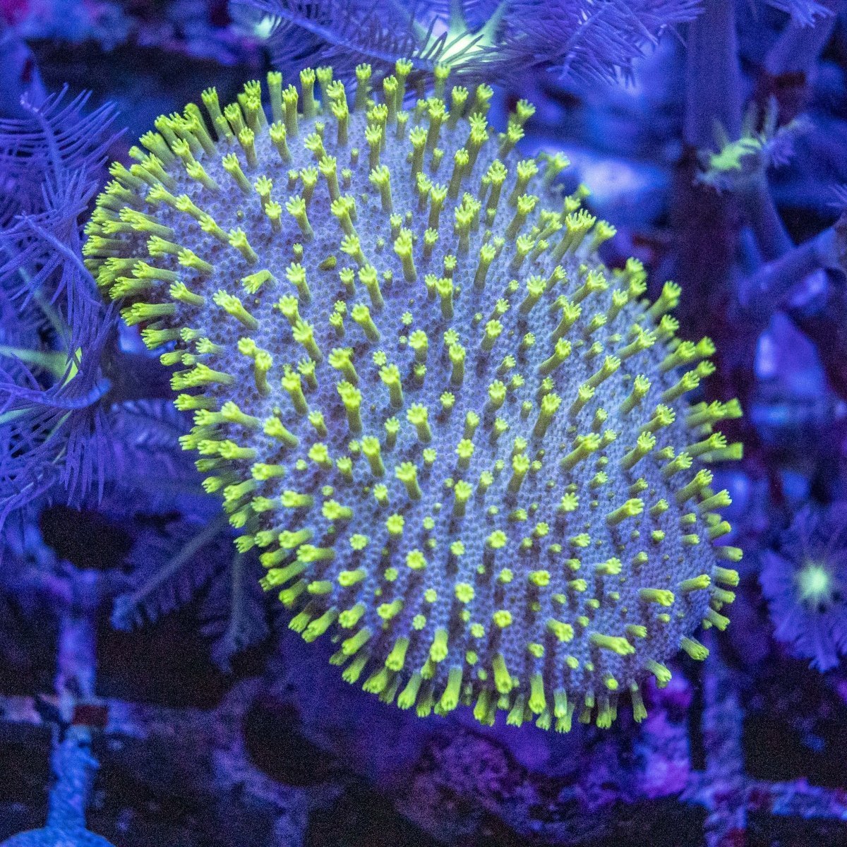 The Toadstool Coral (Sarcophyton spp.) 🌿 – Hardy Soft Coral for Reef Beginners - Aquamarine Aquaristic